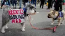 Pemilik anjing dan hewan peliharaan mereka berkumpul sebelum pawai anti-Brexit di London, Minggu (7/10). Para pemilik anjing mengkhawatirkan kekurangan dokter hewan dan kenaikan biaya makanan hewan jika Inggris keluar dari Uni Eropa. (AFP/Tolga AKMEN)
