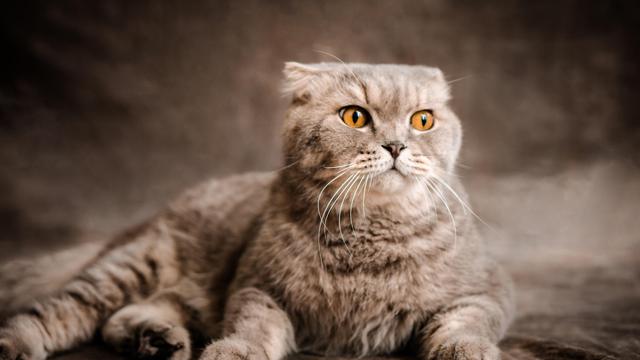 Scottish Fold