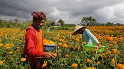 Pekerja memanen bunga marigold di Bali, Senin (21/9/2020). Umat Hindu di Indonesia sering menggunakan bunga Marigold saat berdoa sebagai persembahan. (AP Photo / Firdia Lisnawati)