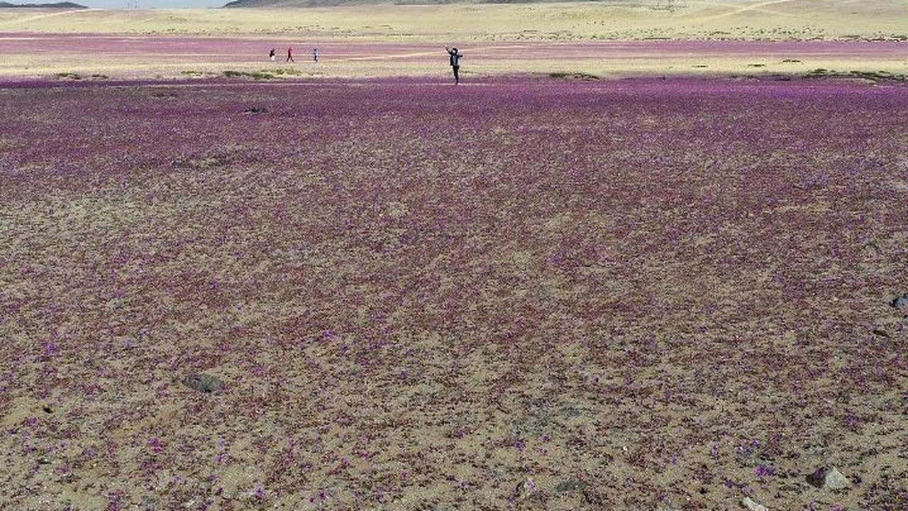 Pemandangan tak biasa tersaji di hamparan Gurun Atacama, Chile, pada 10 Juli 2024. Gurun Atacama, yang dikenal sebagai wilayah paling kering dan tandus di muka Bumi, tampak dipenuhi hamparan bunga yang bermekaran.&nbsp;Foto: Patricio Lopez Castillo/AFP