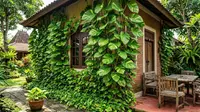 7 Cara Membuat Sirih Gading Cepat Merambat Memenuhi Dinding Rumah dengan Rimbun dan Sehat