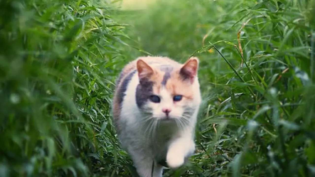 Kisah Stevie, Kucing Buta yang Punya Hobi Mendaki