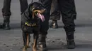 Seekor anjing dari petugas Kepolisian mengikuti apel besar persiapan Asian Games di sekitar SUGBK, Jakarta, Senin (4/6/2018). Pembukaan Asian Games XVII Jakarta-Palembang akan digelar pada 18 Agustus 2018 mendatang. (Bola.com/Vitalis Yogi Trisna)