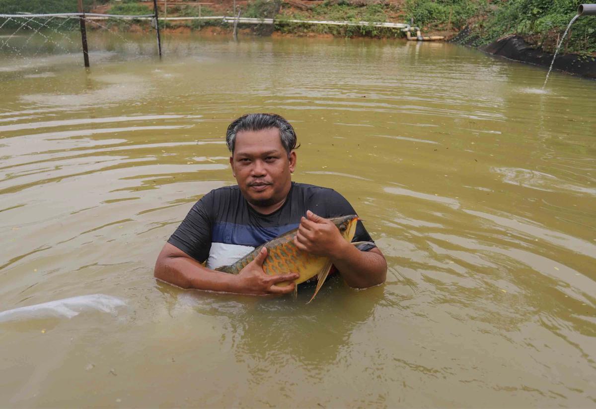 FOTO: Mengintip Proses Budidaya Arwana, Si Ikan Hias Berharga Fantastis