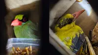 620 Burung Langka Sumatera Gagal Diselundupkan ke Pulau Jawa, Kondisinya Memprihatinkan
