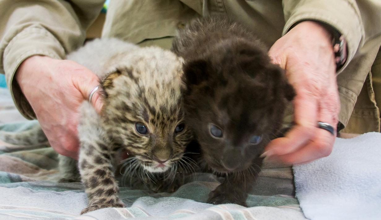 FOTO Lucu Dua Anak Macan  Amur Langka Lahir di Amerika 