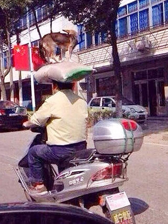 6 Potret Orang Bawa Barang Pakai Kepala Ini Bikin Heran