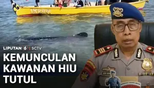 Kemunculan Kawanan Hiu Tutul di Perairan Jawa