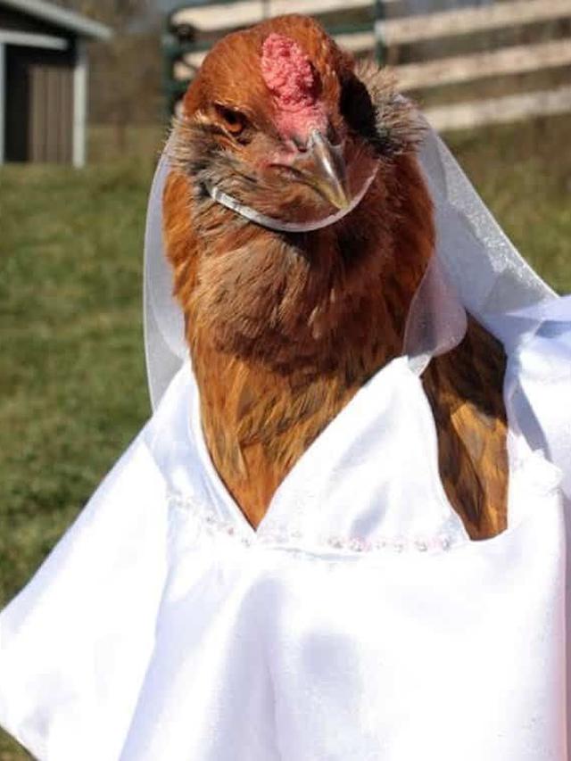 Potret Ayam Saat Pakai Baju ini Bikin Senyum-Senyum