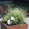 6 Jenis Rumput Hias Cocok Ditanam dalam Pot, Percantik Teras hingga Balkon