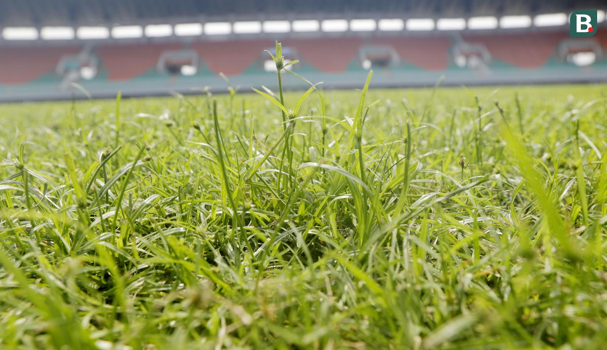 Rumput lapangan di Stadion Pakansari, Bogor, Selasa (3/3/2020). Stadion tersebut merupakan salah satu kandidat veneu untuk piala dunia U-20 pada 2021. (Bola.com/M Iqbal Ichsan)