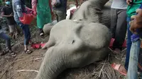 Gajah bernama Eva dari Aceh ditemukan sudah mati (Liputan6.com / Reza Efendi) 