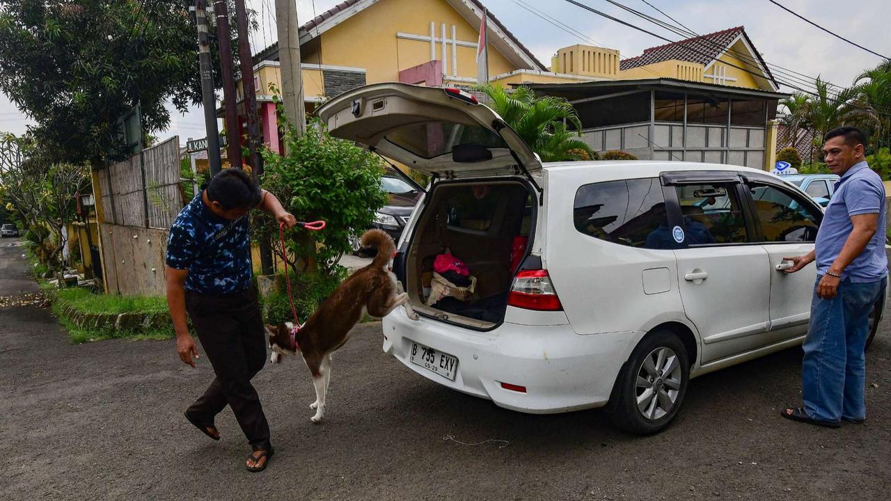 Playgroup khusus anjing di Depok