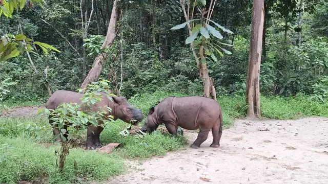 Badak Sumatera yang lahir di SRS, Lampung.  Foto : (Liputan6.com/Ardi).