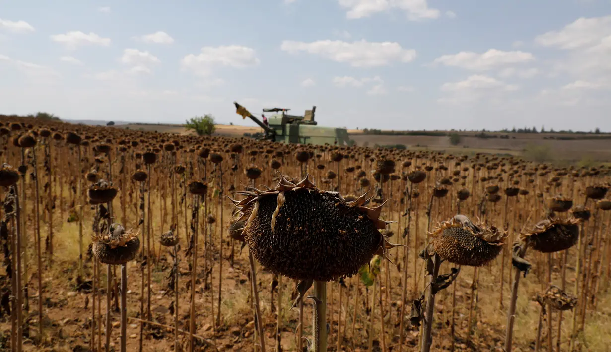 Ladang bunga matahari di Provinsi Edirne, Turki, 26 Agustus 2020. Sedat Kacar, petani Turki yang memiliki dua lading, menyatakan kesedihannya karena hasil panen diperkirakan akan menurun akibat cuaca ekstrem tahun ini, di saat perekonomian negara juga terpukul oleh pandemi. (Xinhua/Osman Orsal)