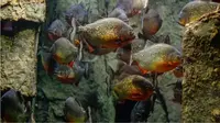Akibat Terjatuh di Sungai Brasil, Balita 2 Tahun Tewas Diserang Piranha