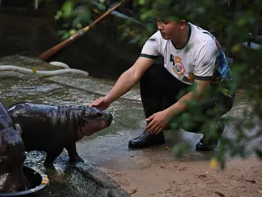 Penjaga kebun binatang Attapon, IBenzi Nundee memelihara Moo Deng, kuda nil kerdil betina yang berusia dua bulan di Kebun Binatang Terbuka Khao Kheow di provinsi Chonburi pada tanggal 15 September 2024. (Lillian SUWANRUMPHA/AFP)