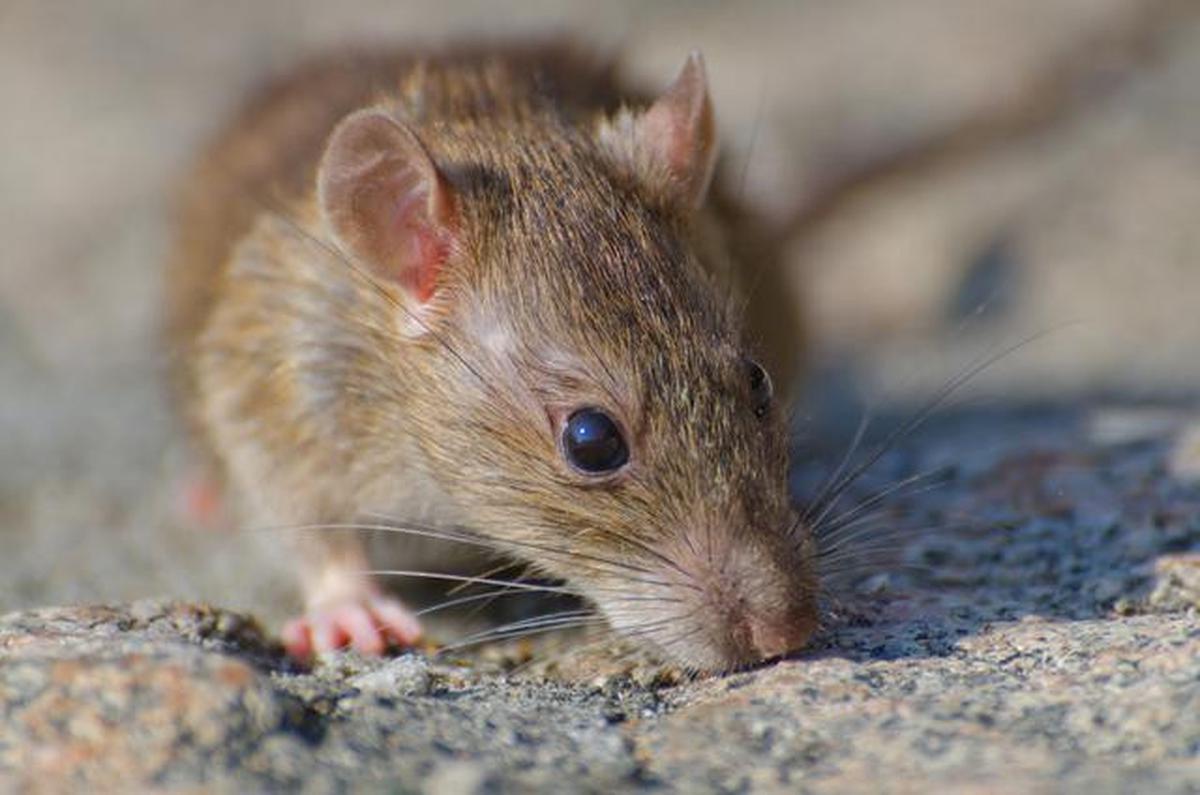 9 Cara Mencegah Tikus Kembali ke Rumah Setelah Diusir, Dijamin Efektif