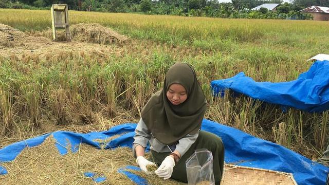 Pastikan Keamanan Produk, Kementan Rutin Pantau Kadar Residu Pestisida pada Beras