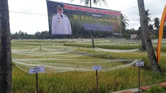 Panen Padi