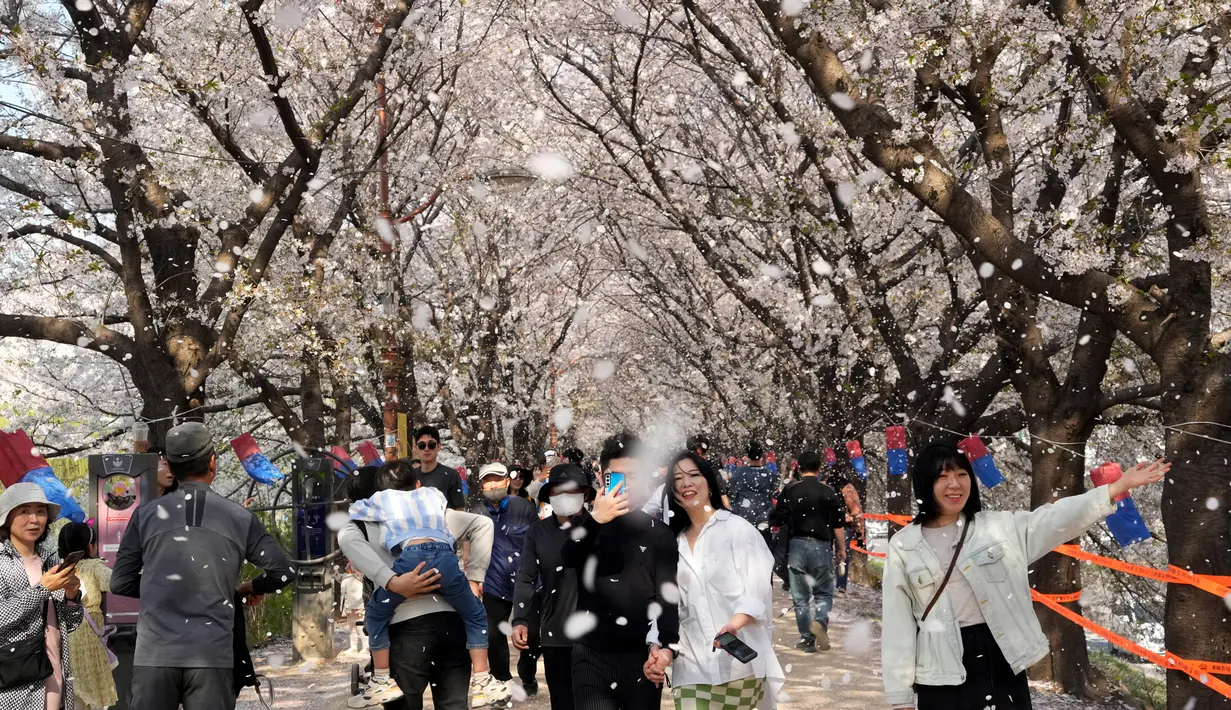 Orang-orang berjalan-jalan di bawah bunga sakura yang mekar penuh di sebuah taman di Seoul, Korea Selatan, 2 April 2023. (AP Photo/Ahn Young-joon)