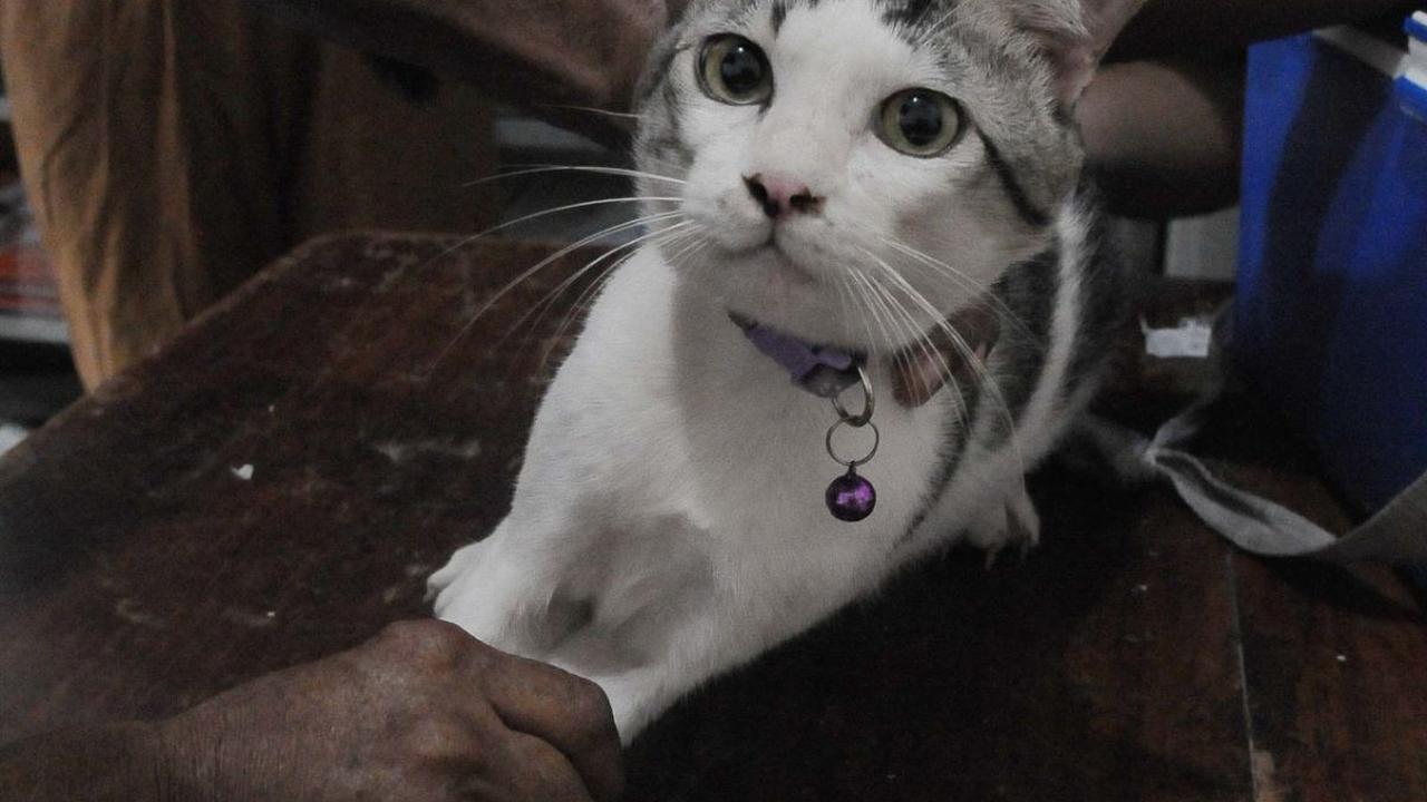 FOTO: Suntikan Vaksin Anti Virus Terus Digencarkan Pemprov DKI Jakarta Guna Mencegah Rabies