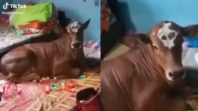 Viral Video Sapi Santai Tidur di Kamar Ini Bikin Ketawa Geli