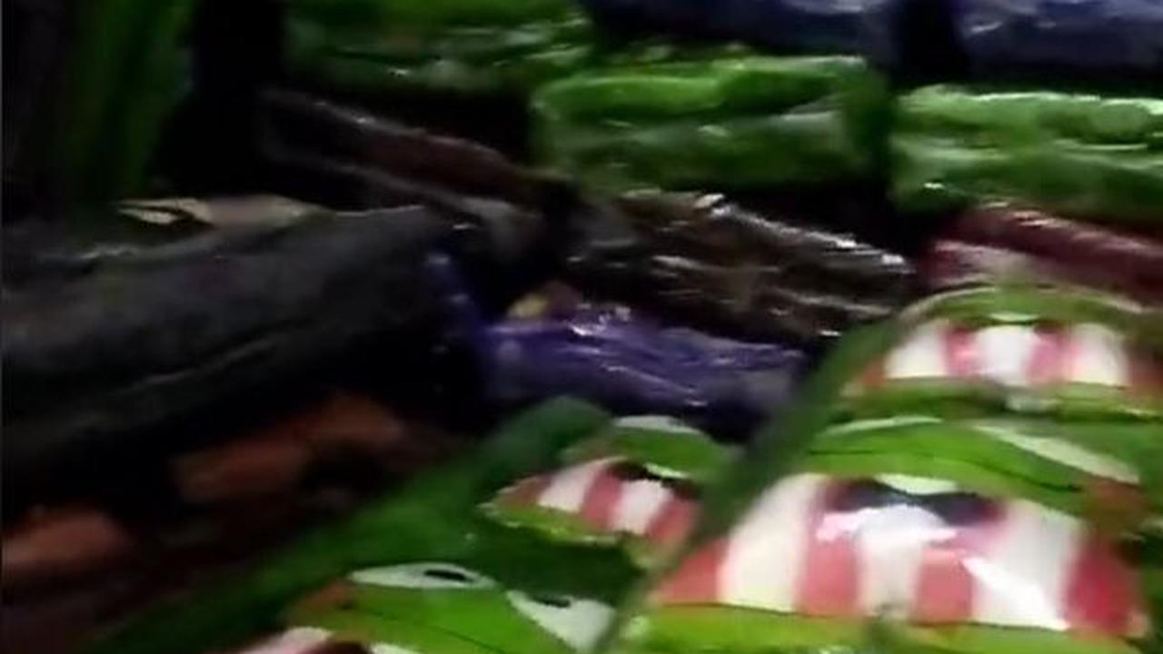 "Bingkisan kenduren nggonku ngeneki lur. Nggonmu piye? (Bingkisan kenduri di tempatku seperti ini, ditempatmu gimana?)," ucap seorang laki-laki dalam video.