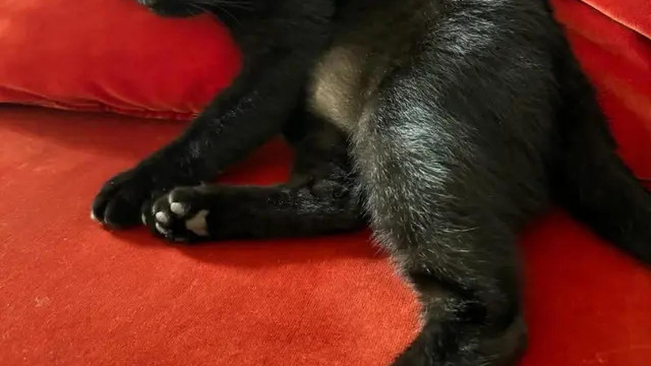 Foto-Foto Kucing Nirina Zubir, Banyak yang Diselamatkan dari Jalanan