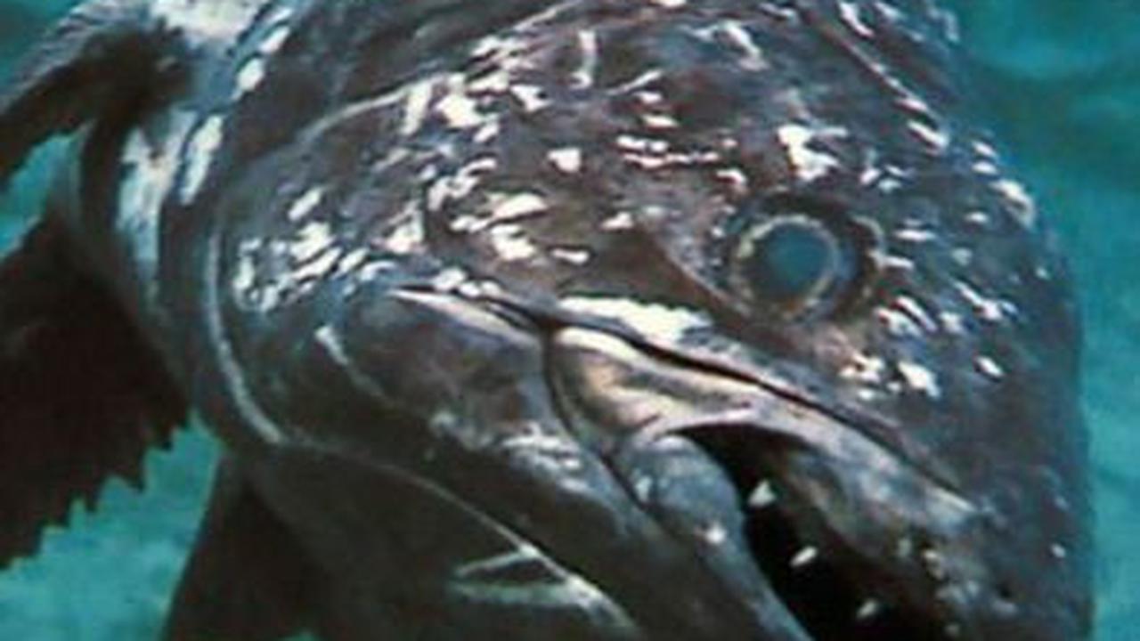 <b>Coelacanth: Berusia 400 Juta Tahun</b>