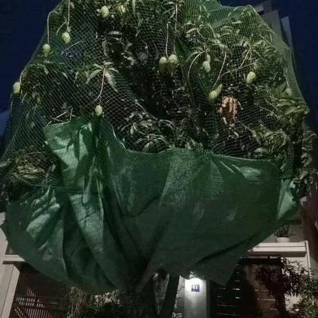 8 Cara Nyeleneh Amankan Buah dari Maling Ini Bikin Tepuk Jidat
