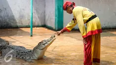 Seorang pawang menjinakan buaya ketika menampilkan atraksi bersama buaya di Taman Wisata Buaya, Cibarusah, Jawa Barat, Minggu (26/7/2015). Atraksi berlangsung pada hari Minggu mulai dari pukul 11:00 dan 14:00. (Liputan6.com/Faizal Fanani)
