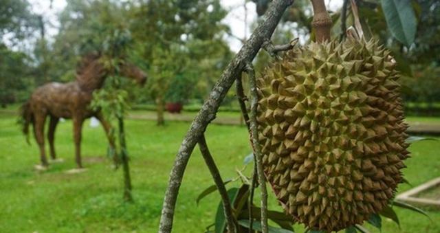 10. Kebun Durian Warso Farm