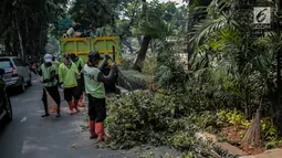 Petugas pertamanan DKI Jakarta membersihkan pohon usai dipangkas di Jalan Sutan Syahrir, Jakarta, Kamis (15/8/2019). Pemangkasan pohon tersebut dilakukan untuk menghidari pohon tumbang yang diakibatkan oleh angin dan hujan lebat saat musim penghujan tiba. (Liputan6.com/Faizal Fanani)