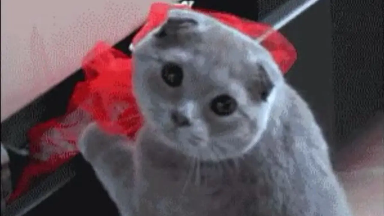 Kucing Ini Mau Buktikan Kalau Ia Bisa Menari Ballet
