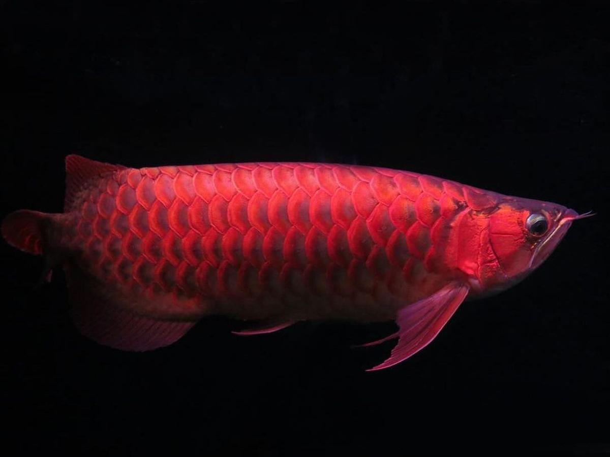 Habitat Ikan Air Tawar