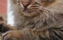 Penemuan Spesies Baru Hewan Mamalia Karnivora Mirip Kucing Berusia 33 Juta Tahun Lalu