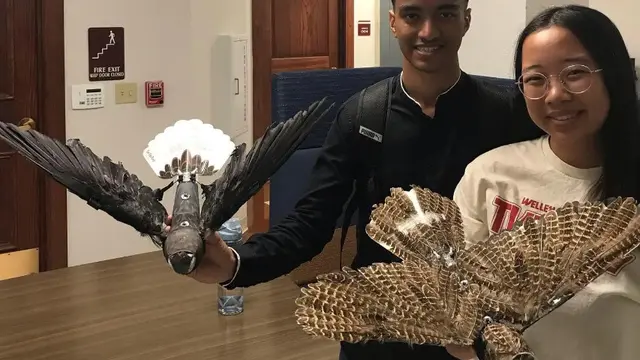 Drone dari Burung Taksidermi