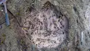 Foto yang dirilis Senin (2/4) menunjukkan jejak kaki langka dinosaurus sauropoda di Isle of Skye, Skotlandia. Penemuan itu diharapkan ke depan dapat membantu memahami tentang bagaimana dinosaurus berevolusi. (HANDOUT/THE UNIVERSITY OF EDINBURGH/AFP)