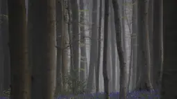 Kabut pagi mulai terangkat saat bluebell, juga dikenal sebagai Eceng Gondok liar, mekar di lantai hutan Hallerbos di Halle, Belgia (20/4/2021). Pada musim semi, pemandangan biru hamparan bunga Bluebell atau eceng gondok liar tengah bermekaran dapat dinikmati di hutan ini. (AP Photo/Virginia Mayo)