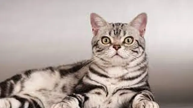 American Shorthair