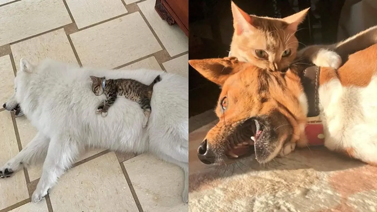 6 Potret Persahabatan Kucing dan Anjing, Ekspresinya Lucu
