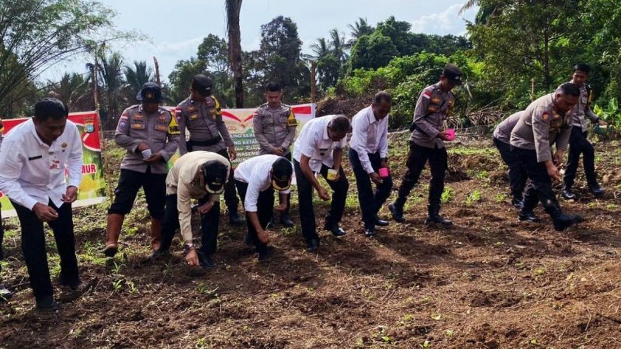 Tahukah Anda? Polres Natuna Tanam Jagung Pipil di Lahan Warga, Dukung Swasembada Pangan