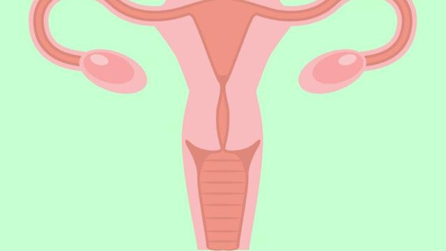 Fungsi Ovarium Pada Wanita Penting Dalam Reproduksi Hot Liputan6 Com