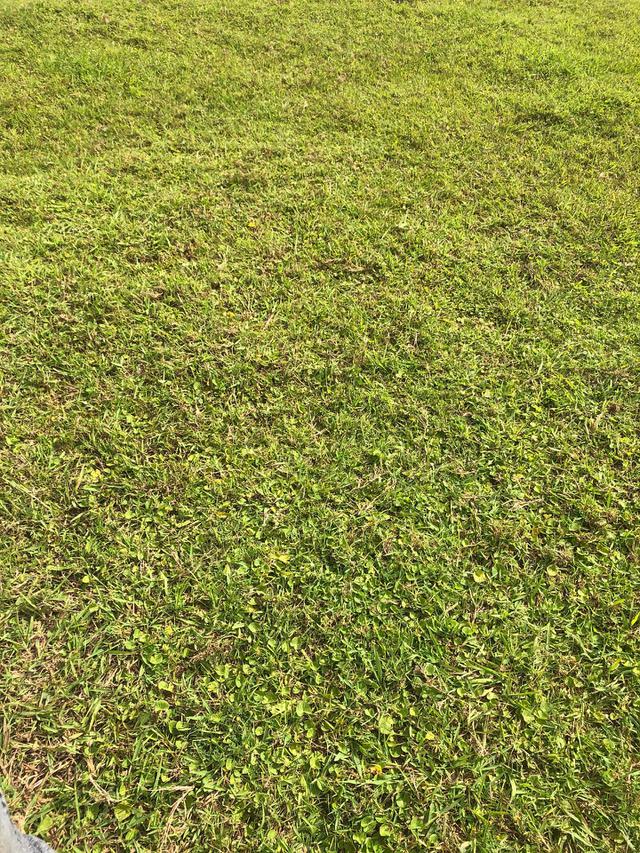 Ilustrasi rumput (sumber: Pixabay)