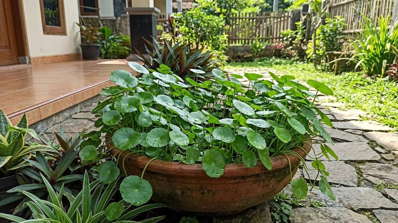 Cara Menanam Pegagan dalam Pot Dangkal, Tanaman Herbal Beragam Khasiat