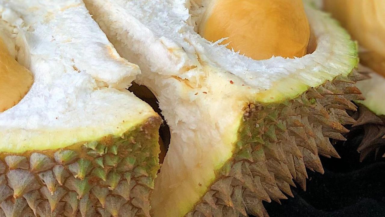 Menyusui adalah momen penting dalam perjalanan ibu setelah melahirkan, yang membutuhkan perhatian khusus terkait pola makan dan konsumsi makanan. Di antara berbagai jenis makanan, durian, buah eksotis yang terkenal dengan rasa lezat dan aroma khasnya, ser