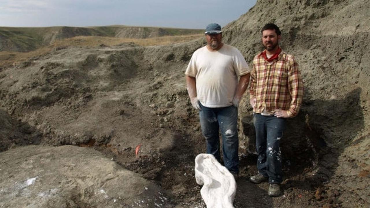 Ilmuwan Kanada temukan fosil dinosaurus bertanduk Wendiceratops