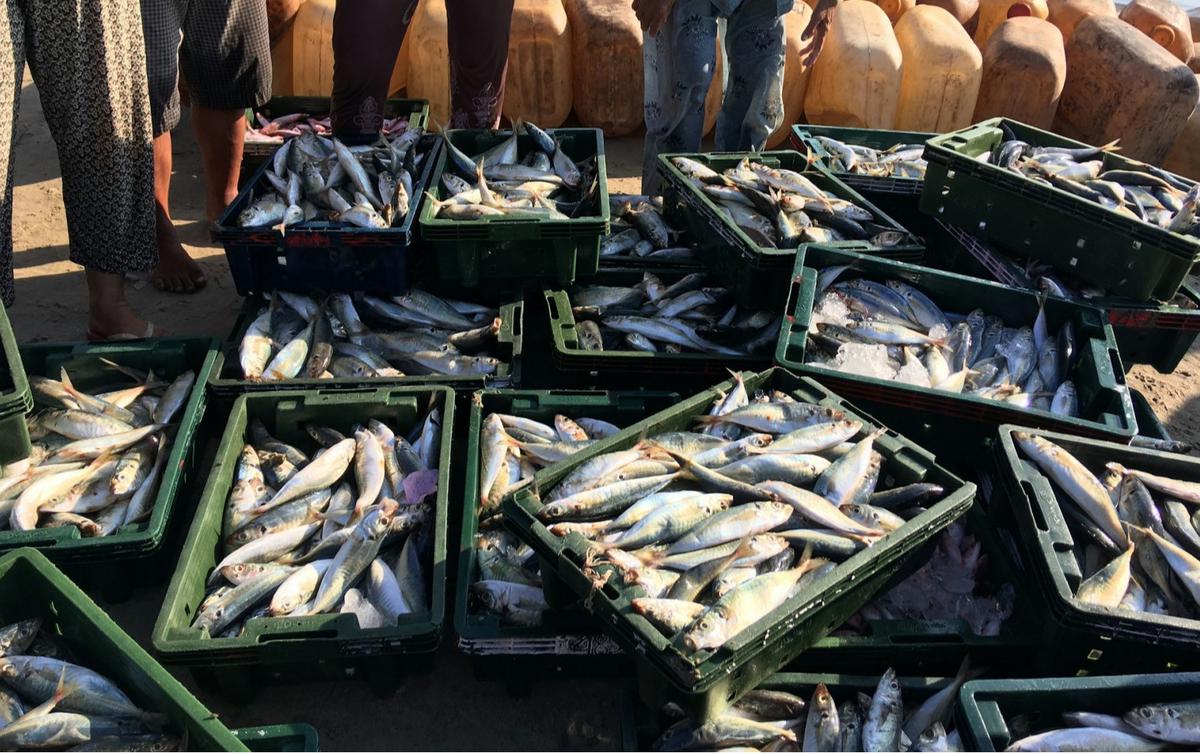 Ilustrasi ikan laut, pasar ikan