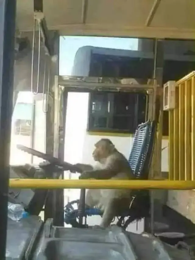 7 Potret Kocak Monyet Main Bareng Manusia, Ada yang Suka Jalan-jalan